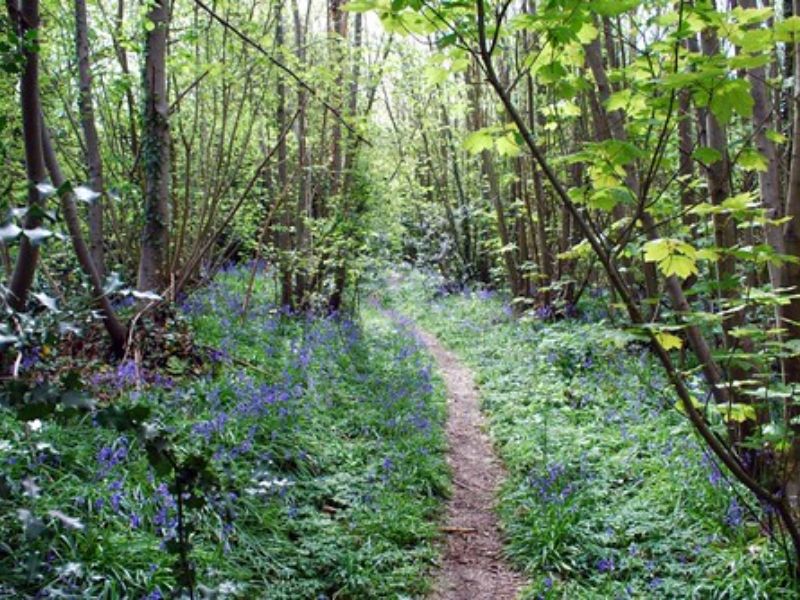 renewable british woodland